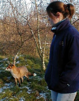 One of the keepers with a fox in their outside area.