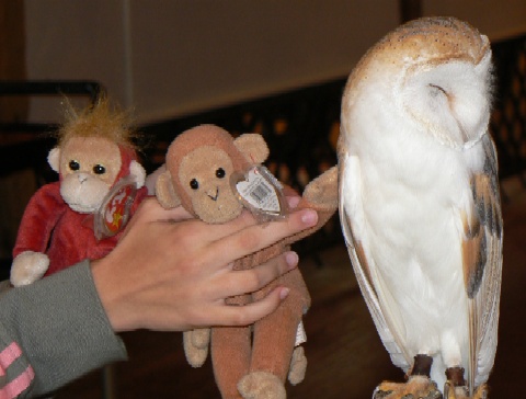 S4 and Bongo stroke the barn owl