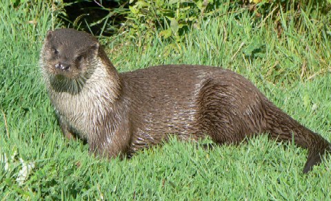 One of the otters waits for lunch.