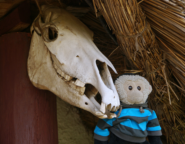 Mooch monkey at Butser Ancient Farm - horse skull on Iron Age buildings