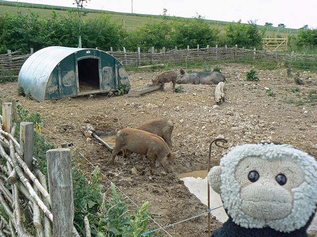 Mooch monkey at Butser Ancient Farm