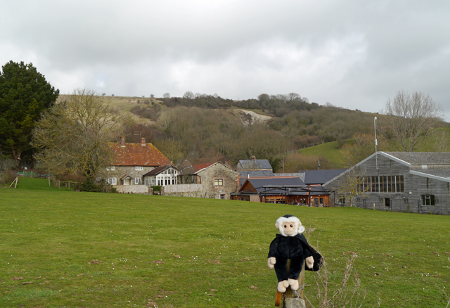 Mina Mooch monkey at the Garlic Farm, Isle of Wight.