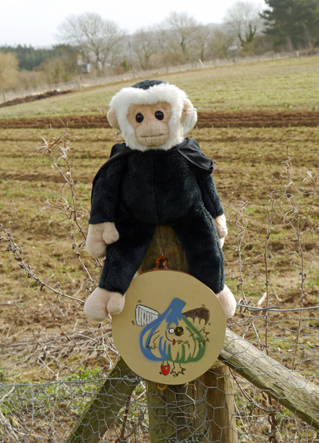 Mina Mooch monkey at the Garlic Farm, Isle of Wight.