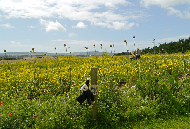 Mina Mooch monkey at the Garlic Farm, Isle of Wight.