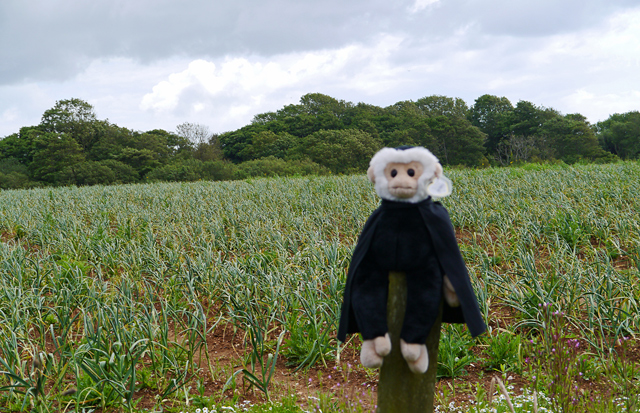 Mina Mooch monkey at the Garlic Farm, Isle of Wight.