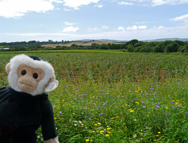 Mina Mooch monkey at the Garlic Farm, Isle of Wight.