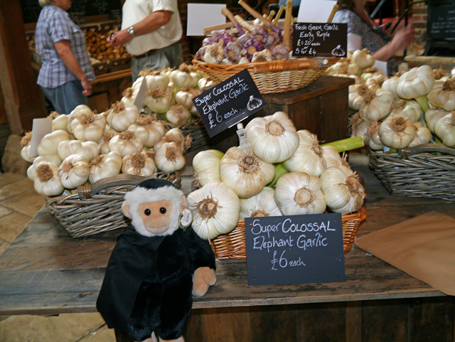 Mina Mooch monkey at the Garlic Farm, Isle of Wight.