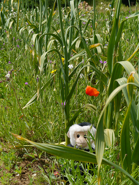 Mina Mooch monkey at the Garlic Farm, Isle of Wight.