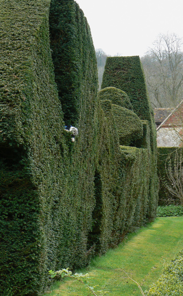 Mooch monkey in the garden of Gilbert White's House.