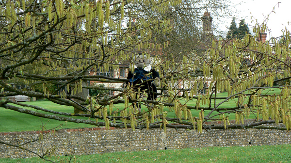 Mooch monkey in a tree with catkins at Gilbert White's House.