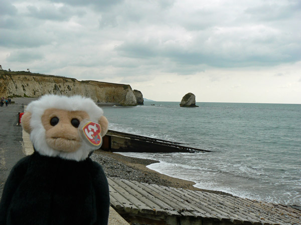 Mina monkey at Freshwater Bay on the Isle of Wight.