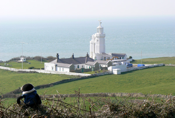 Mooch monkey looks at the St Catherine's Point lighthouse, Isle of Wight.