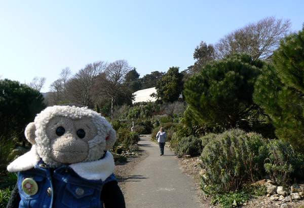 Mooch monkey at the Ventnor Botanic Gardens, Isle of Wight.