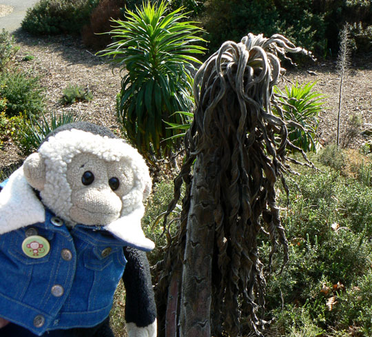 Mooch monkey at the Ventnor Botanic Gardens, Isle of Wight.