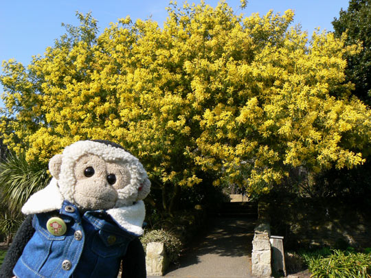 Mooch monkey at the Ventnor Botanic Gardens, Isle of Wight.