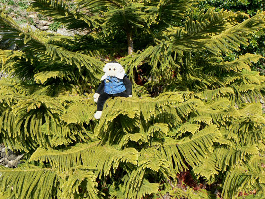 Mooch monkey at the Ventnor Botanic Gardens, Isle of Wight.