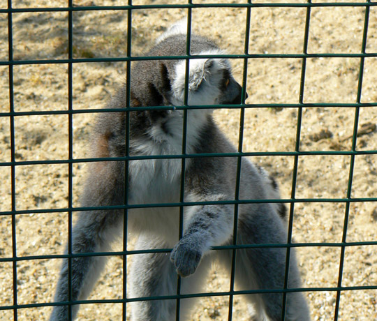 A ring-tailed lemur at the Isle of Wight Zoo.