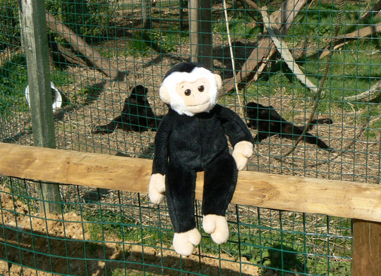 Monty with black spider monkeys at the Isle of Wight Zoo.