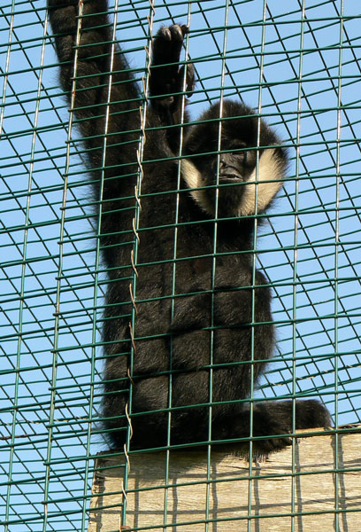 A gibbon at the Isle of Wight Zoo.