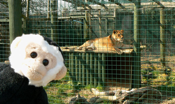 Monty with a lion at the Isle of Wight Zoo.
