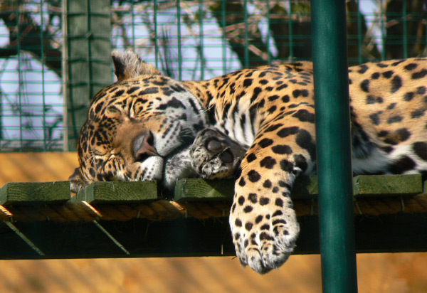 A jaguar at the Isle of Wight Zoo.