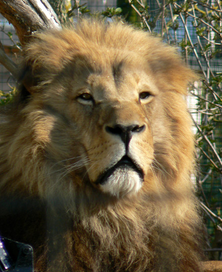 A lion at the Isle of Wight Zoo.