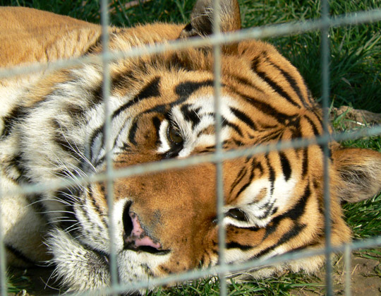 A tiger at the Isle of Wight Zoo.