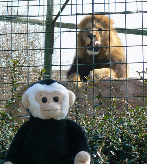Mooch monkey and a lion at the Isle of Wight Zoo.