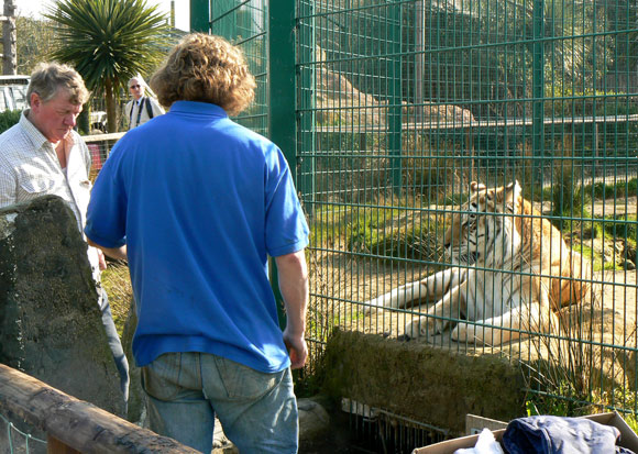 A tiger watching workmen at the Isle of Wight Zoo.