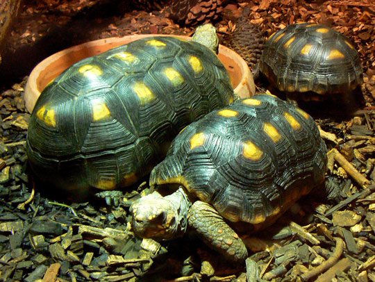 Tortoises at the Isle of Wight Zoo.