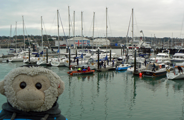 Mooch monkey looks at the yachts in Cowes marina.