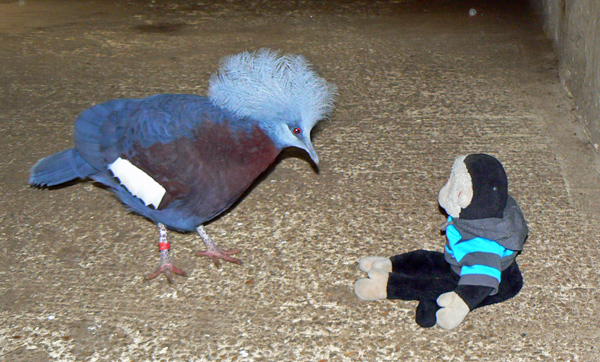 Mooch monkey meets a bird at Amazon World.