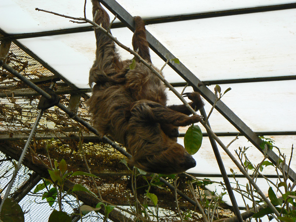 Sloth with baby at Amazon World.