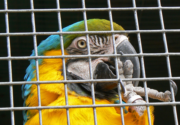 Parrot at Amazon World.