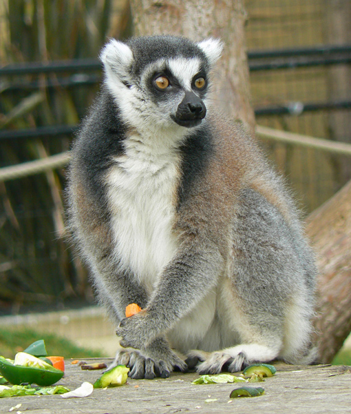 Lemur at Amazon World.