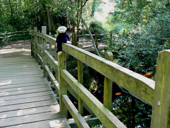 Mooch monkey on Pooh Bridge.