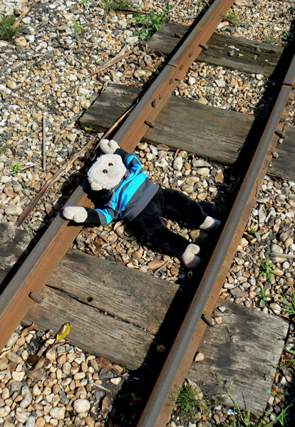 Mooch monkey lays across the track of the Romney Hythe & Dymchurch Railway.