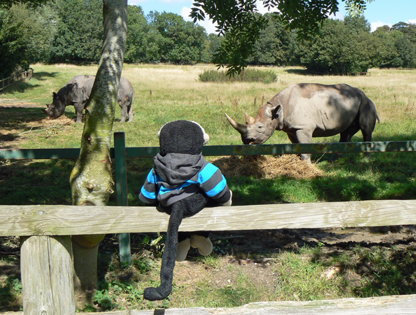 Mooch monkey at meets rhinos at Port Lympne zoo