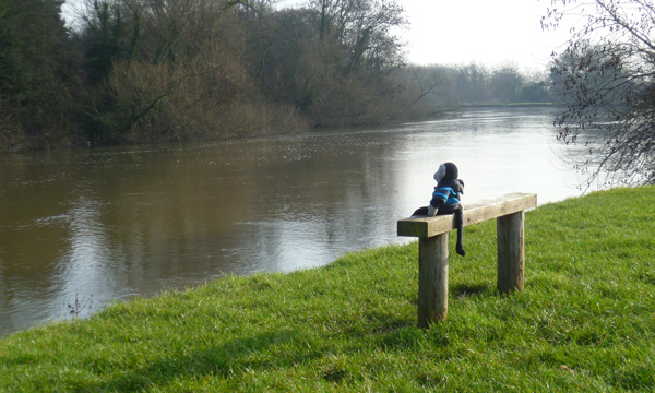 Mooch monkey at the Thames, Runnymede.