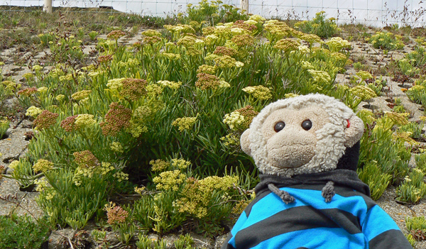 Mooch at Samphire Hoe.