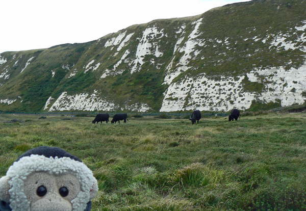 Mooch monkey with cattle on Samphire Hoe.