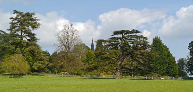 Mooch monkey at Titsey Place