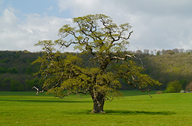 Mooch monkey at Titsey Place