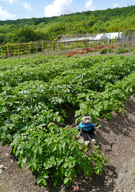 Mooch monkey at Titsey Place