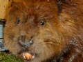 The Zig-Zags meet a beaver