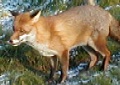 One of the foxes at the zoo.