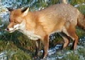 A fox in the frost!