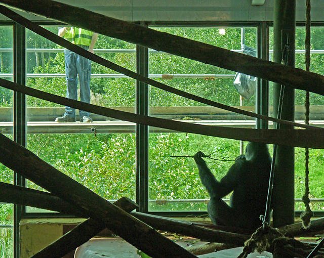 Mooch monkey at Paignton Zoo - gorillas