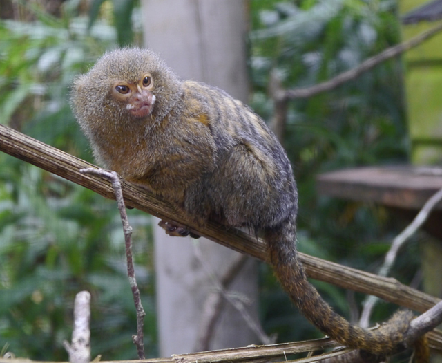 Mooch monkey at Paignton Zoo - marmoset