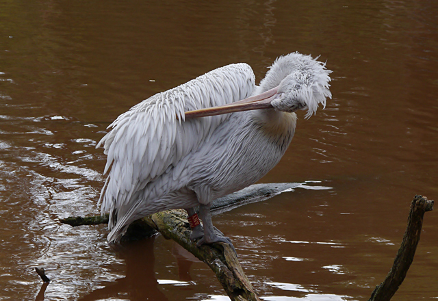 Mooch monkey at Paignton Zoo - pelican